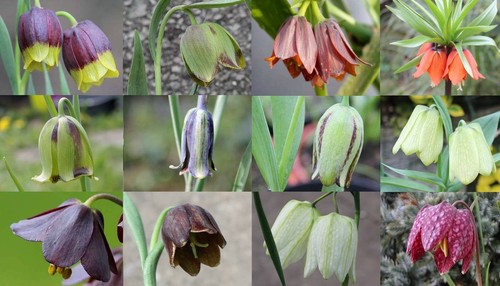 Fritillaria collection - -,