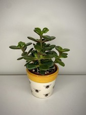 Crassula ovata Money Plant JADE PLANT  (6cm pot)