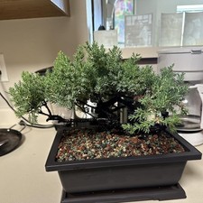 4 Pack 11 Inch Plastic Bonsai