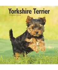 YORKSHIRE TERRIER PUPPIES MINI