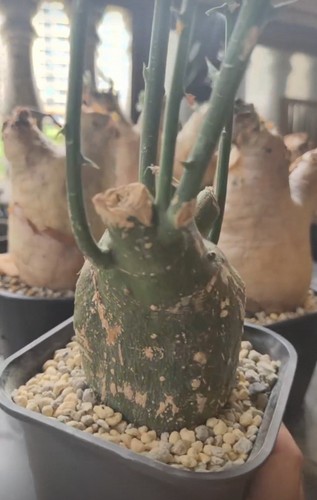 7cm rare live house plant - 7cm,