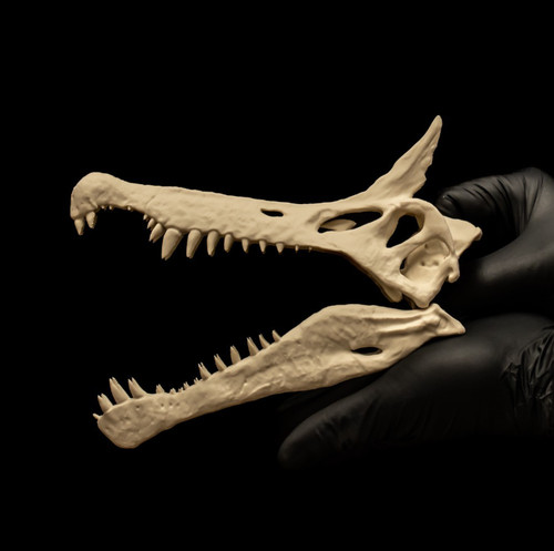 Dinosaur skull replica - dinosaur,