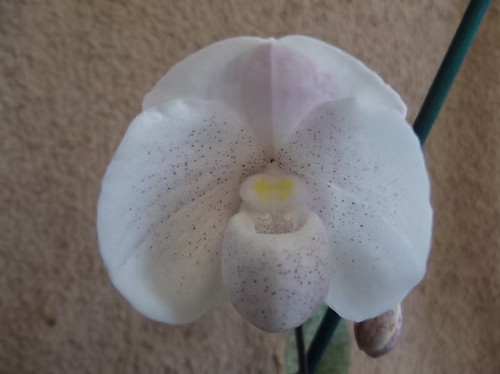 Rare paphiopedilum niveum not - paphiopedilum,