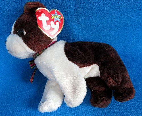 Sport boston terrier - boston,