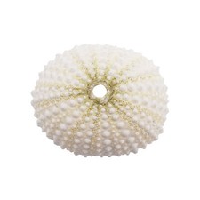 2-5 cm Sea Urchin Shell