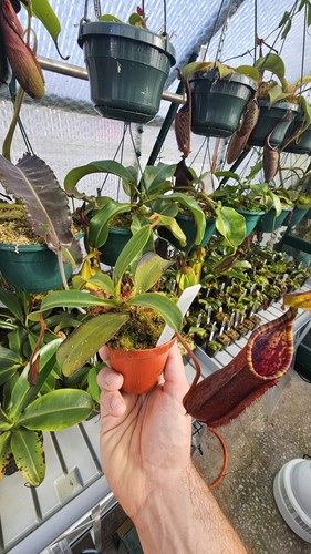 Nepenthes lowii tentaculata - lowii,