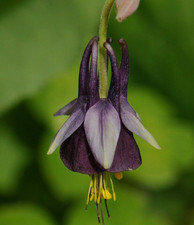 15 Chocolate Soldier Columbine Seeds - Aquilegia