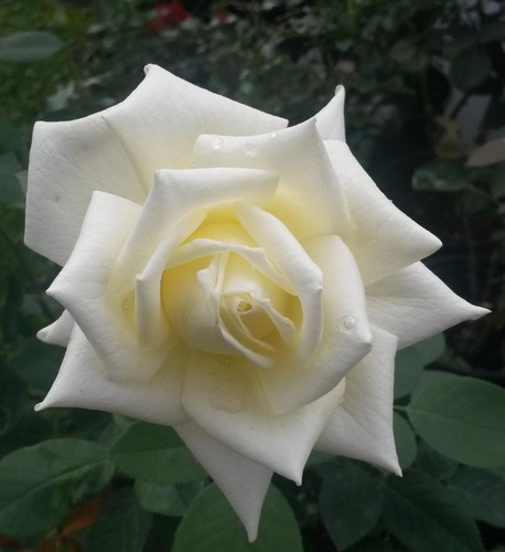 Polar star hybrid - polar,