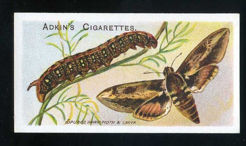 Adkin 1924 butterflies and - 1924,