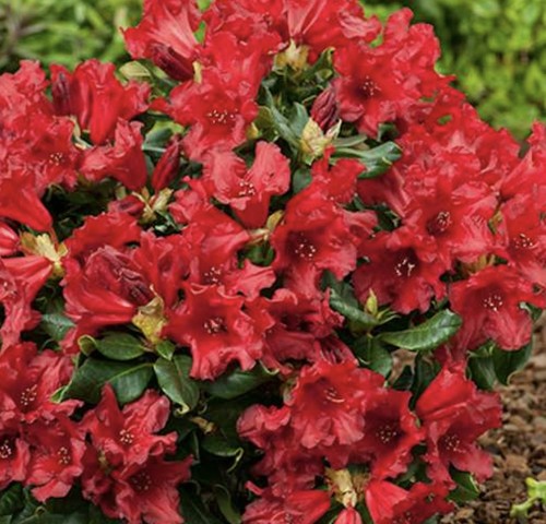 Rhododendron red jack - red,