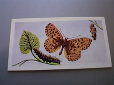 BRITISH BUTTERFLIES by BARRATT & Co -1965 - No:24 Pearl-Bordered Fritillary