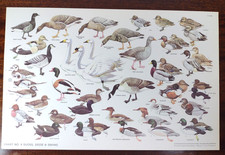 RSPB Official 1970s BIRD PRINTS ID Charts Birdwatching Poster NO.4