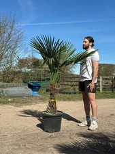 6ft Hardy Trachycarpus