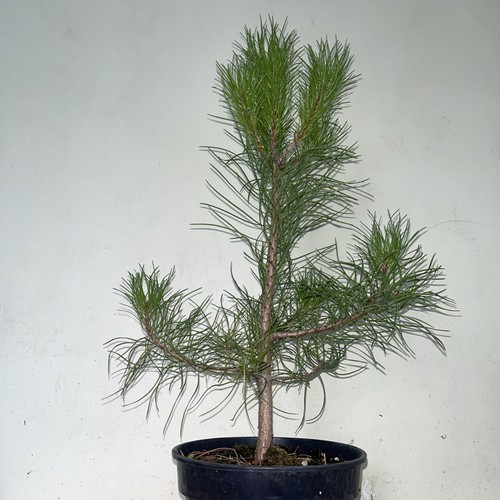 Corsican pine tree pinus - corsican,