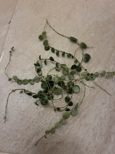 String turtles peperomia - string, of