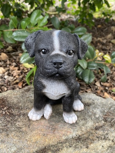 Staffordshire staffy dog puppy - staffordshire,