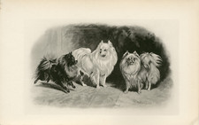 POMERANIAN GERMAN SPITZ RARE 1894 ANTIQUE DOG ART PRINT BY ARTHUR WARDLE