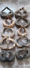 10 PAIRS of Ram Horns Taxidermy