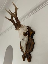 Good Mounted Antlers of a  Roe