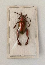 Sagra laticollis red - sagra,