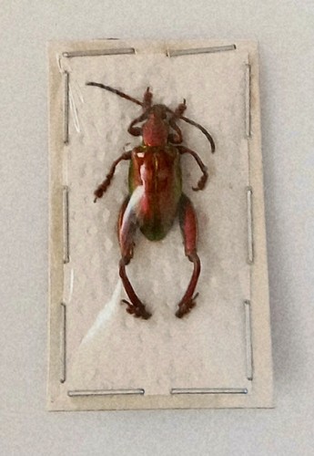 Sagra laticollis red - sagra,