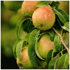 Dwarf Patio Beurre Hardy Pear