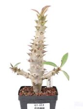 Sale Pot 9cm Pachypodium baronii Random Own Root Caudex