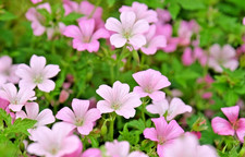 Geranium x oxonianum 'Rose