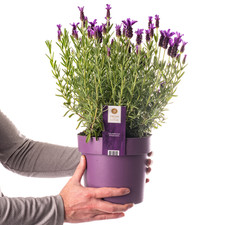 French Lavender Plant Small