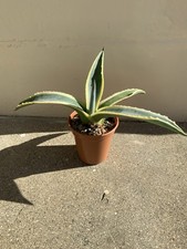 Agave Americana Variegata (Variegated Century Plant) Succulent Plant In 3” Pot 
