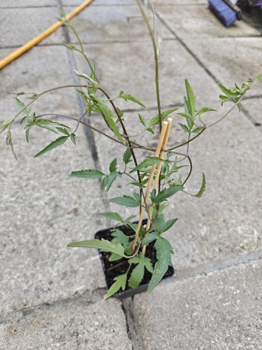 Clematis tangutica golden - clematis,