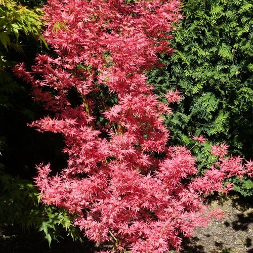 Acer palmatum wilson pink - acer,