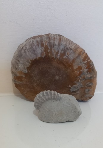 Charmouth lyme regis ammonites - charmouth/lyme,