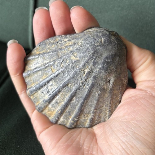 Vintage solid metal - metal, shell