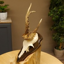 Abnormal Roe Deer Buck Antlers