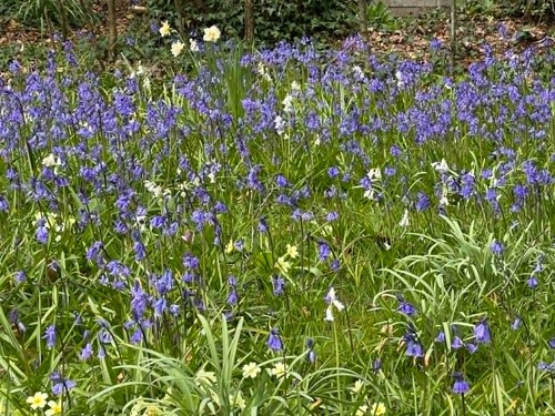 Mixed bluebell perennial - bluebell,