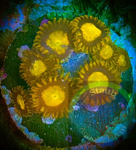 Saf king midas zoanthid - saf~king,