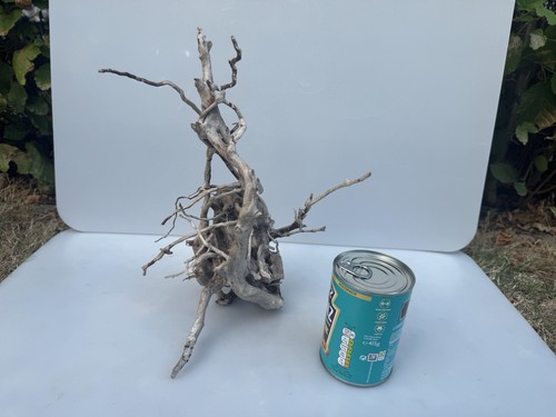 Bogwood spider wood - spider, root