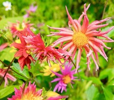 70x Dahlia Cactus Hybrid Mixed Flower Seeds