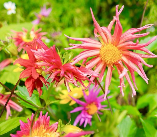 70x dahlia cactus - hybrid, mixed
