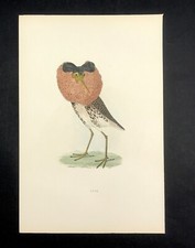  British Birds Ruff Original