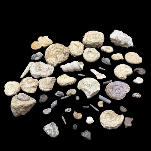 1kg british fossil mix - mix, 50