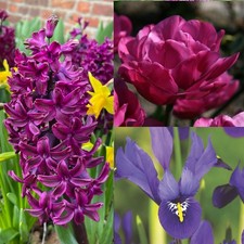 Perfect Plants Spring Bulb