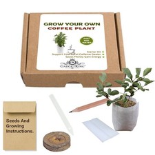 GROW YOUR OWN COFFEE PLANT