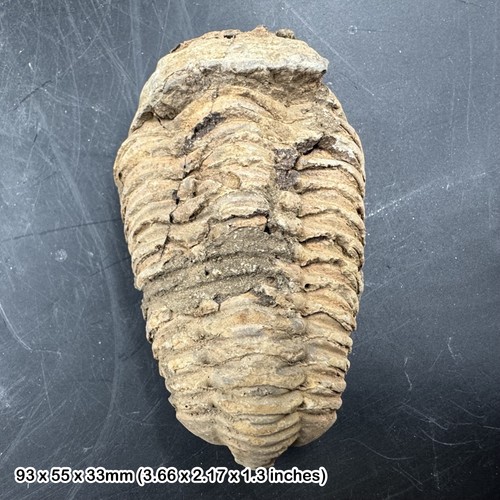 Diacalymene trilobite fossil - ,