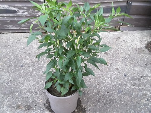 Fruiting basket of fire - x,