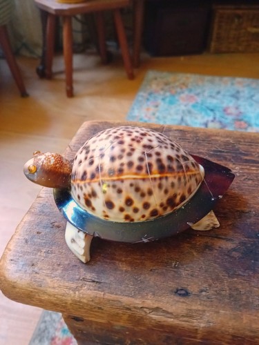 Sea shell turtle - sea,