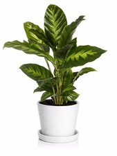 Calathea Misto House Plant