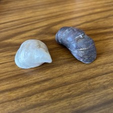 Fossil shells 2 - fossil,