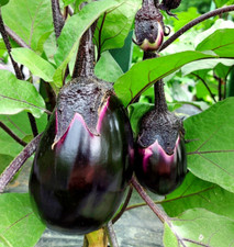 25 Violetta di Firenze Aubergine Seeds